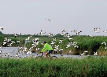 In bici tra le Valli di Comacchio