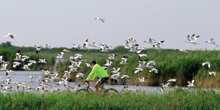 In bici tra le Valli di Comacchio